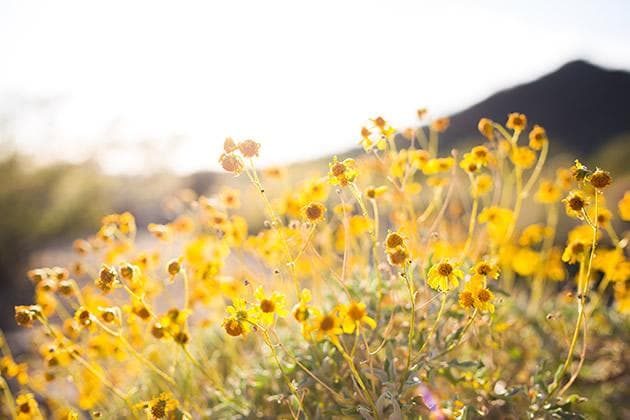 菊花的种类及特征：从花期、花径到形态特征的全面解析