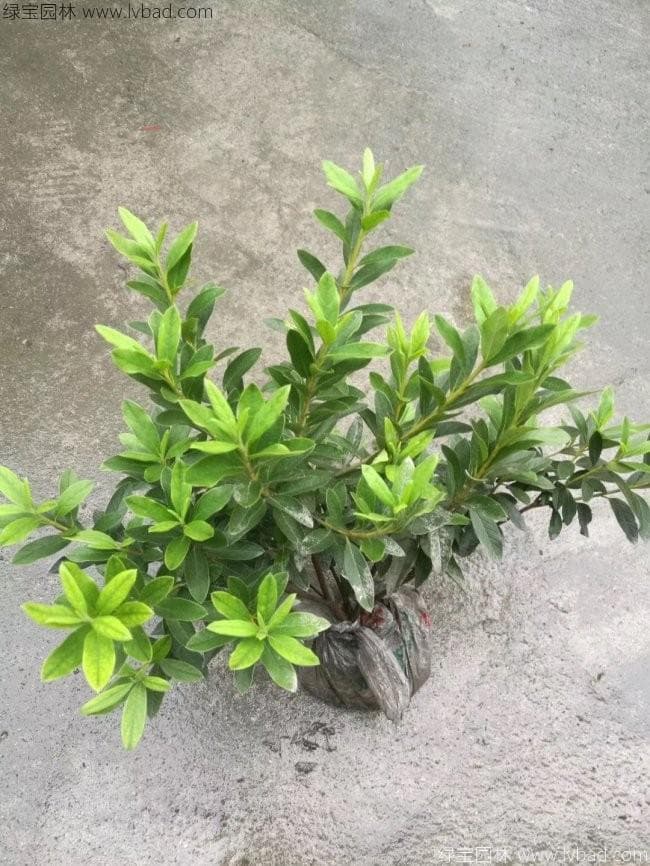云南米叶杜鹃下山桩怎么养