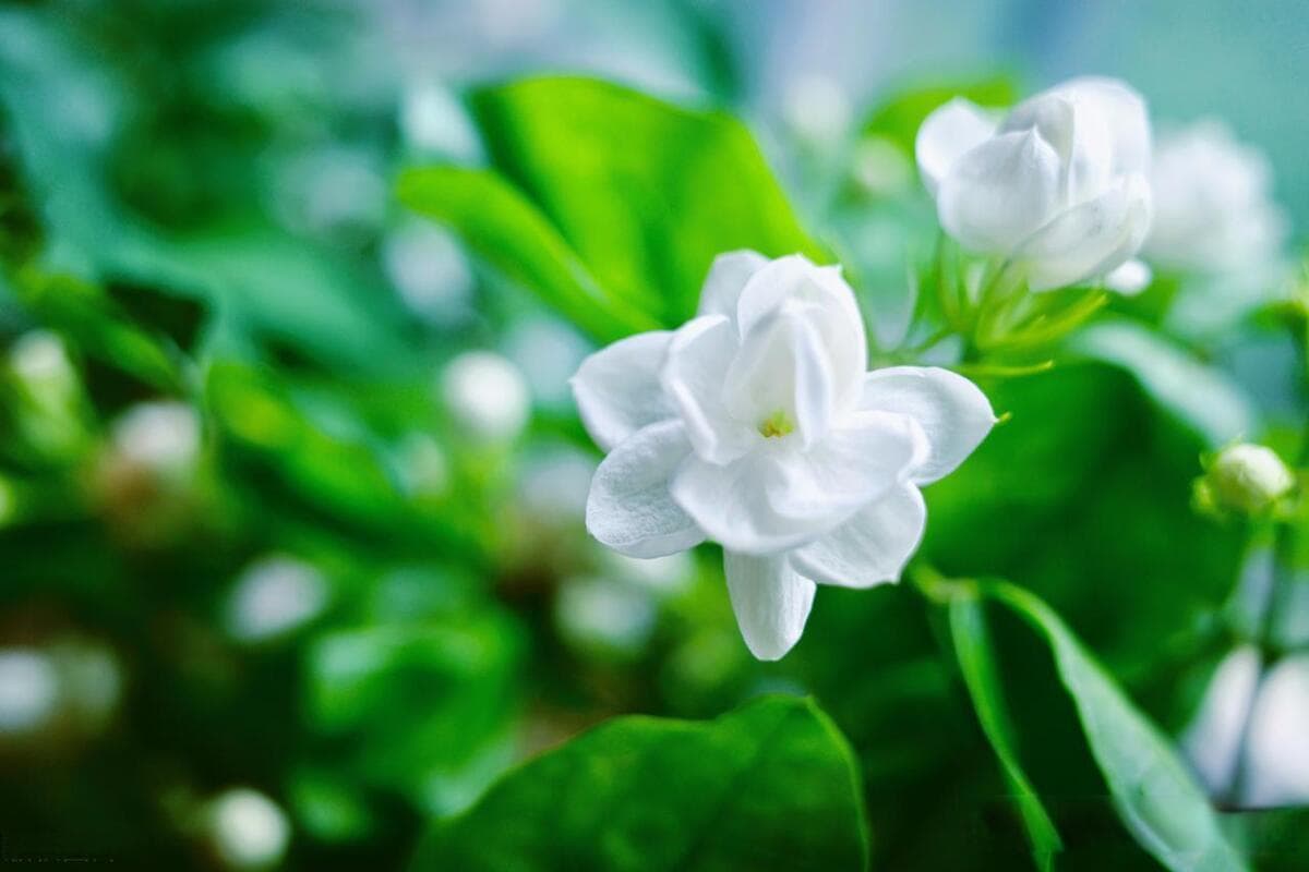 茉莉花冬天怎么养才能安全过冬？冬日香梦，茉莉花温馨养护指南