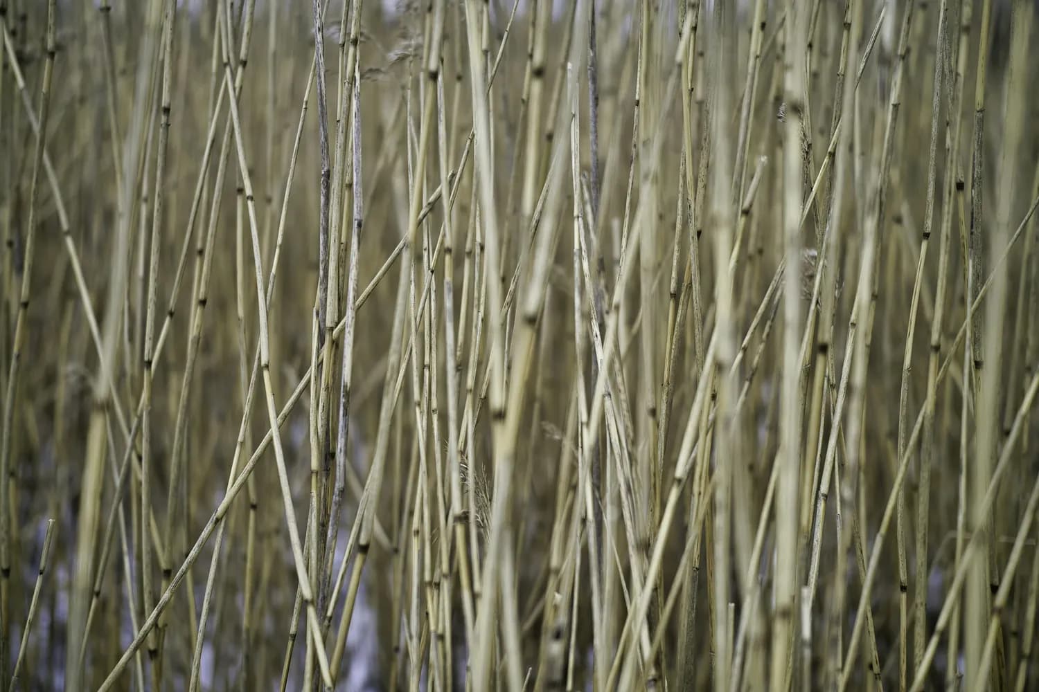 茅草根：从田间杂草到养生圣品