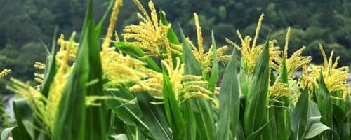 中科玉505R玉米种简介（播种密度4500株/亩）