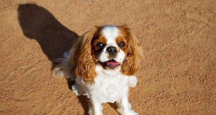 如何饲养查理士王小猎犬？掌握饲养技巧，培养健康宠物