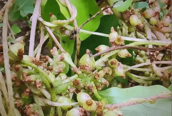 探索独特植物世界——菟丝的非凡价值与保护