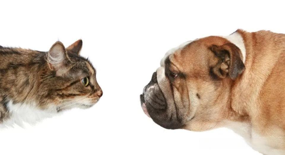 狂犬病最长潜伏期来自中国，但和新闻案例就不靠谱