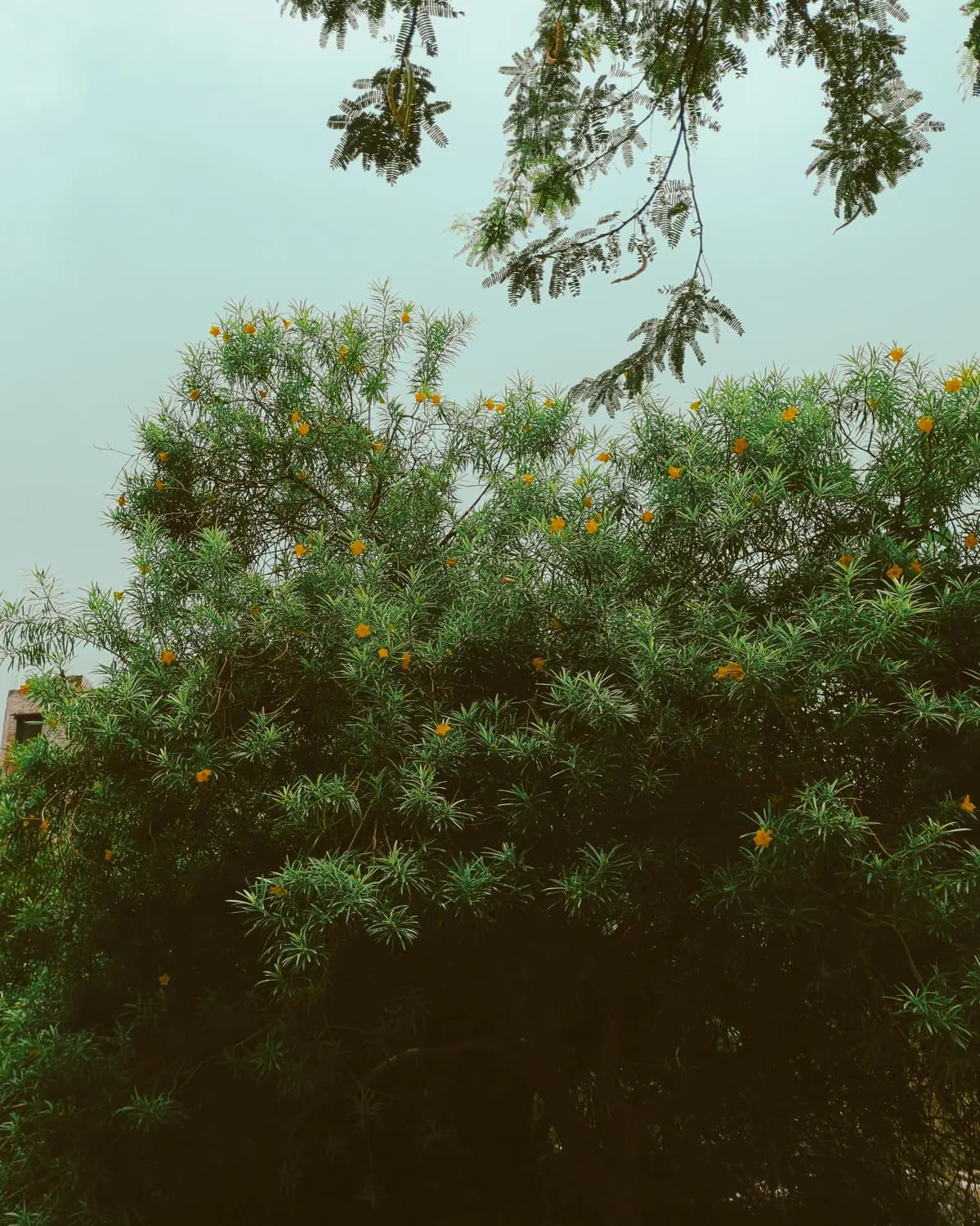 门前种树有讲究？科学告诉你！