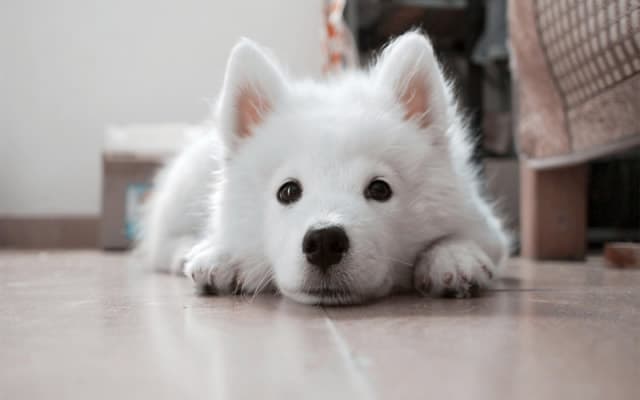 小狗狗粮怎么喂？这份幼犬喂养指南请收好