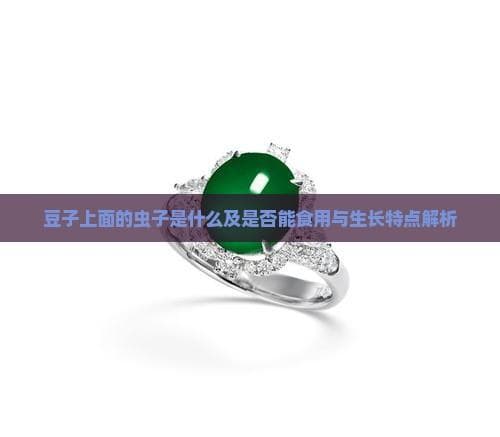 豆子上的虫子是什么及是否能食用与生长特点解析
