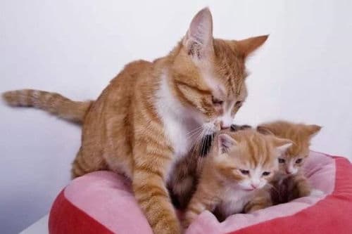 猫咪产仔准备与宠物生育须知