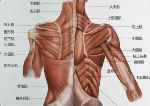 背部肌肉分布图：五块主要肌肉的功能与作用