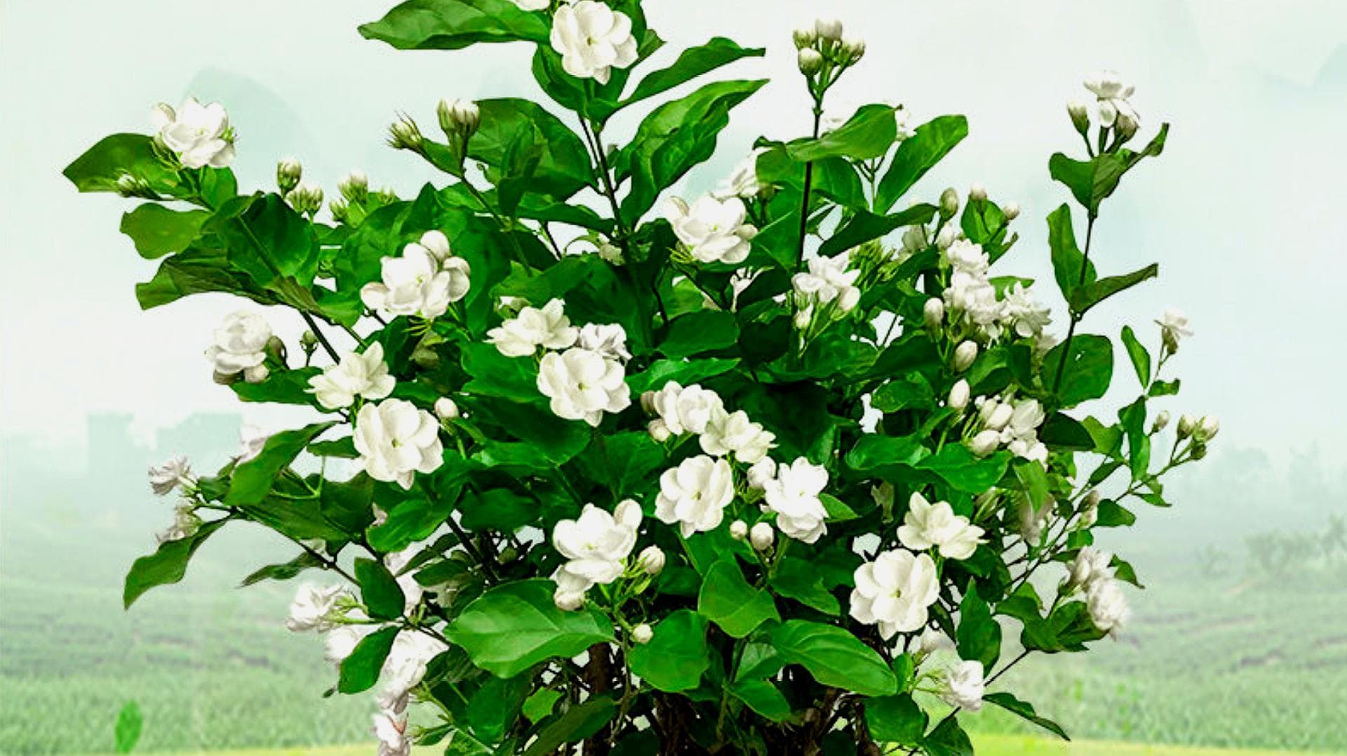 茉莉花养护全攻略：从光照到修剪的6个实用技巧
