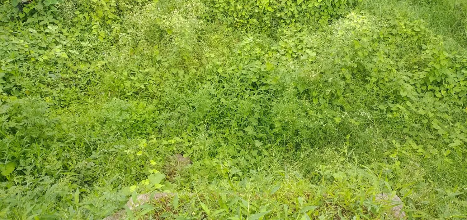 草甘膦除草剂：高效除草还是生态隐患？