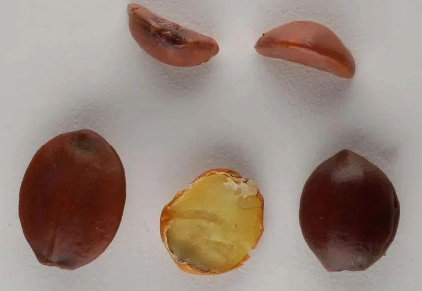 药师教您鉴别酸枣仁