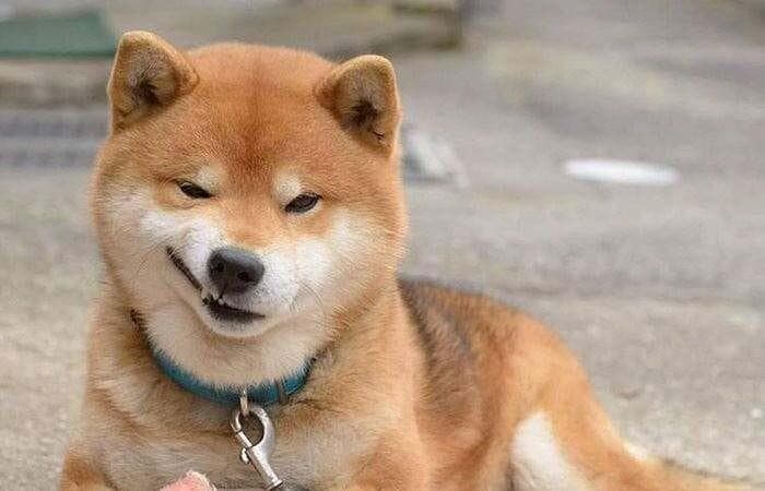 三个月的小柴犬怎样训练