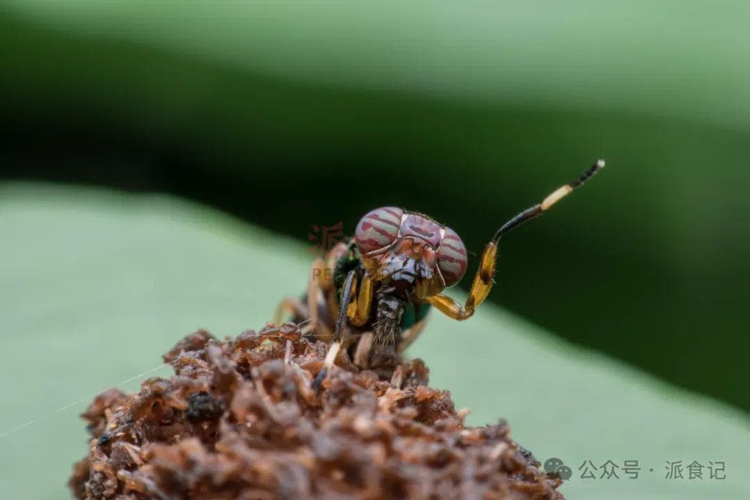 昆虫做宠物粮？揭示你从未想过的真相