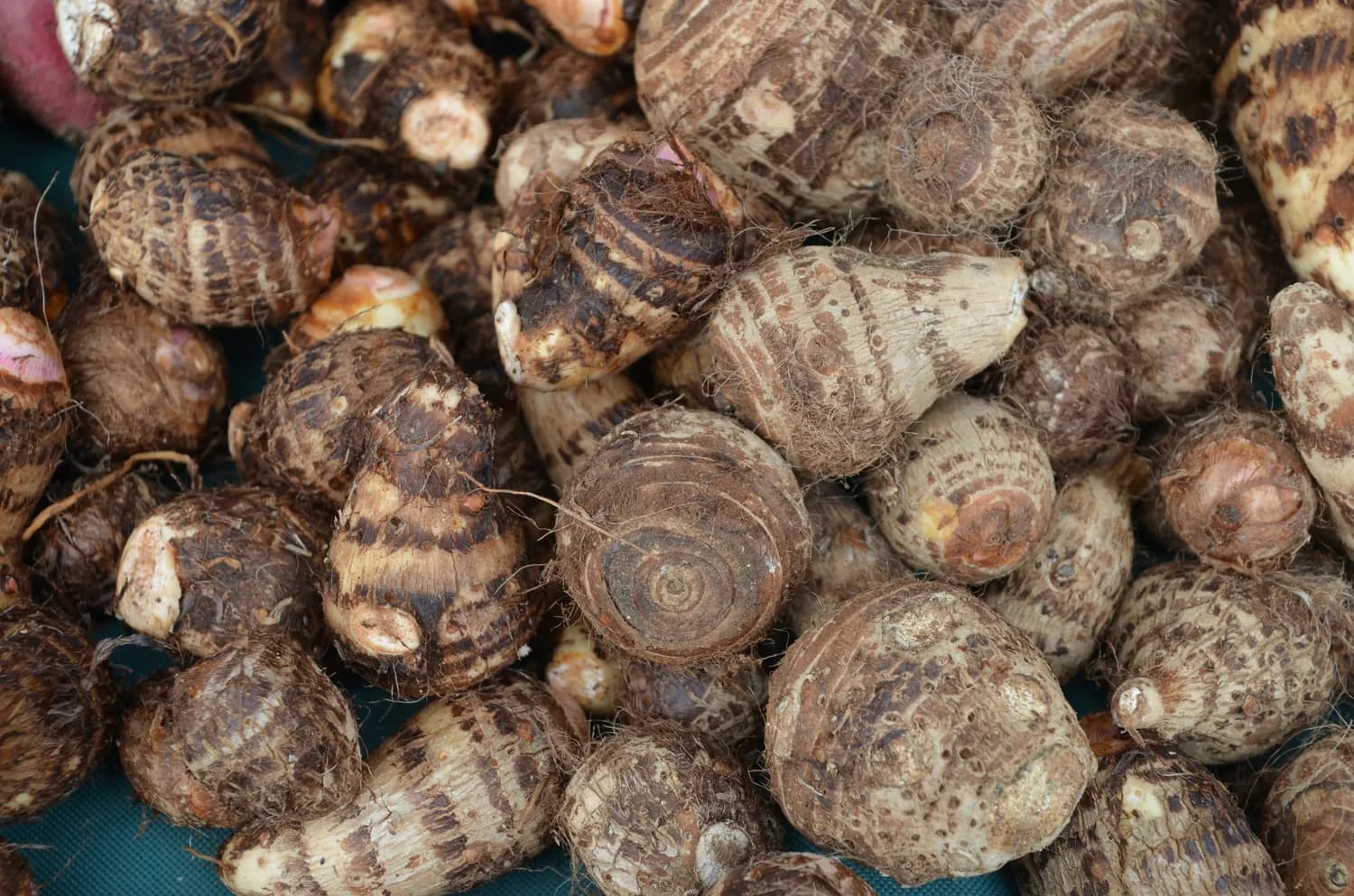 芋头：减肥界的超级明星？