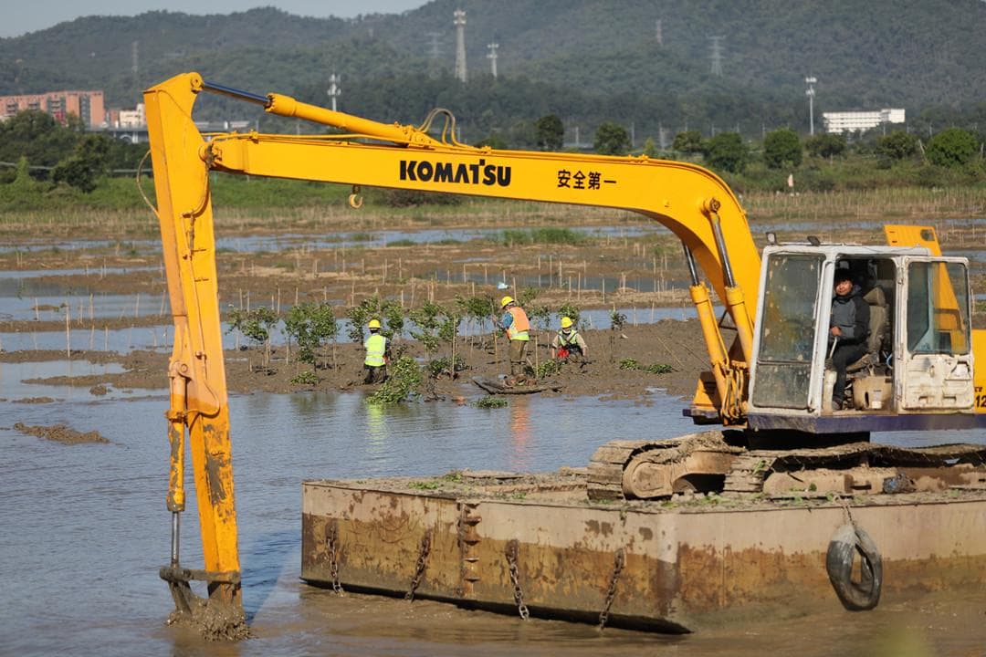 修复、再造、新增红树林！中山多措并举保护“海岸卫士”