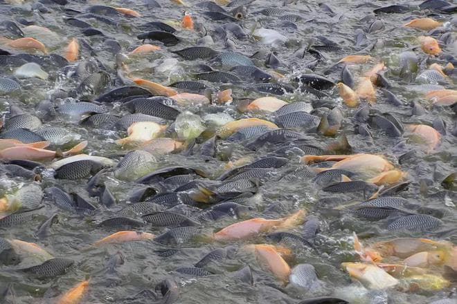 鱼类摄食行为与影响摄食行为的主要因素