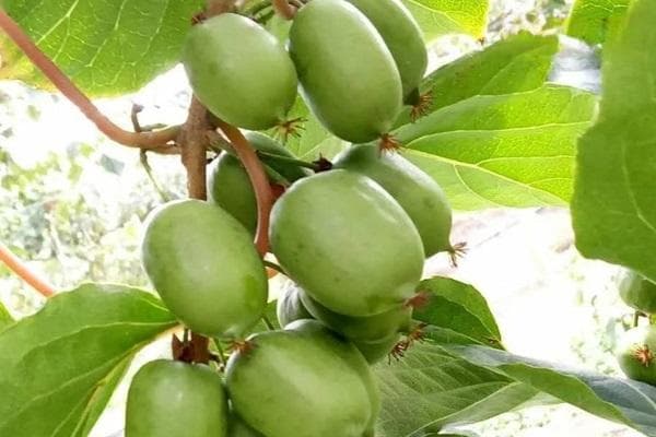 2025未来10大暴利种植果树