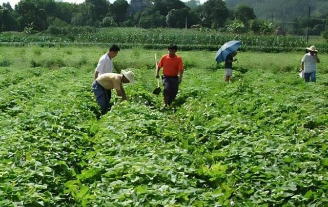 地瓜种植土壤要求：土层深厚、疏松透气是关键