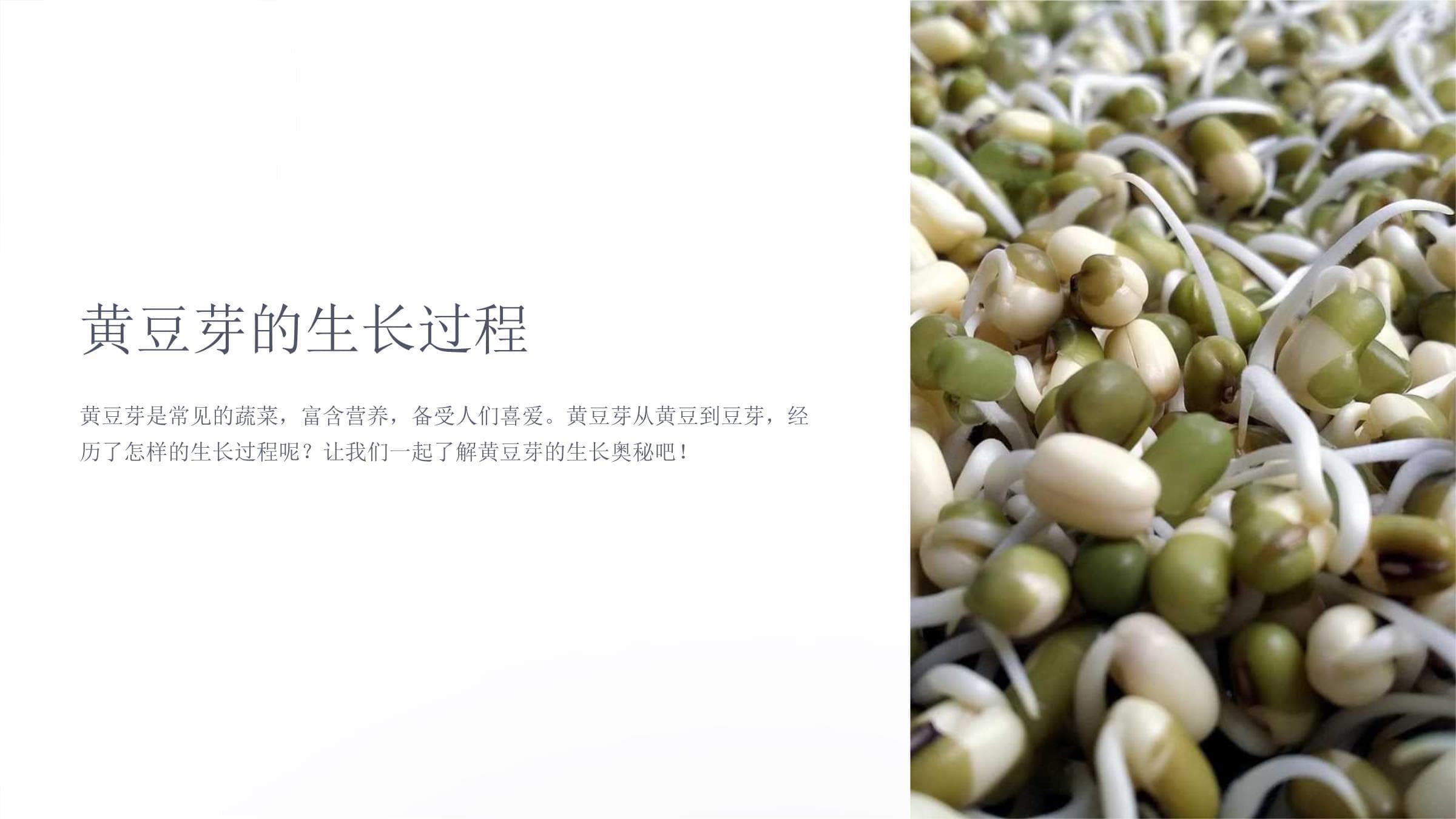 黄豆芽的生长过程：从种子到餐桌的全面解析