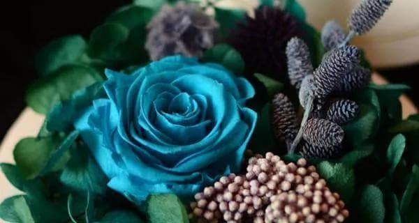 永生花的花语与寓意（探寻永生花的象征意义）