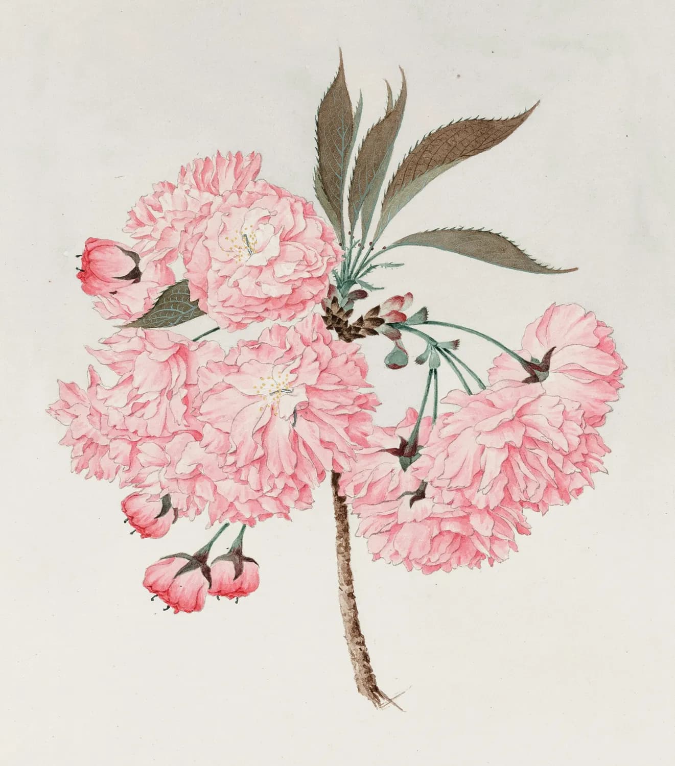 《跟着古人去赏花》：一本融合诗词画作的赏花指南