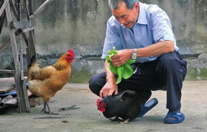 家常炖鸡汤：牢记多“放2样”，汤鲜肉嫩无腥味，老少皆宜