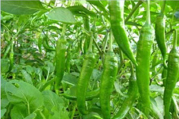 辣椒种植技术与管理要点