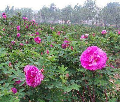 玫瑰花怎么养才能更旺盛（教你养好玫瑰花小窍门）