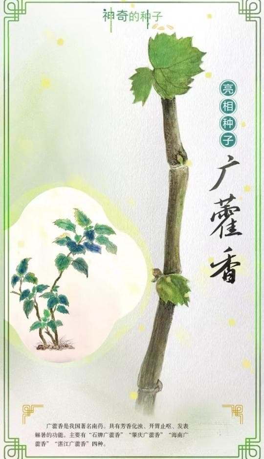 石牌广藿香：从规模化种植到科研保护的曲折历程