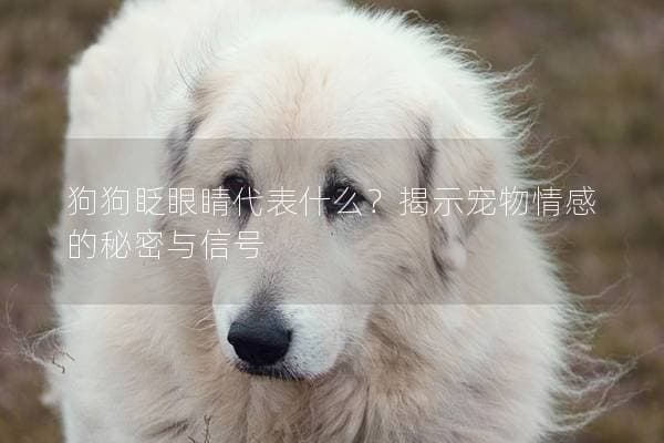 狗狗眨眼睛代表什么？揭示宠物情感的秘密与信号