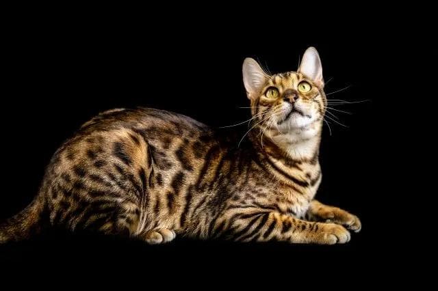 孟加拉豹猫：兼具野性与温顺的迷人宠物