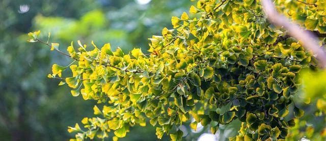 银杏的开花结果周期（了解银杏开花结果周期，让你更好地种植银杏）