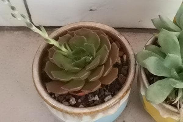 多肉长出来的花枝怎么办？