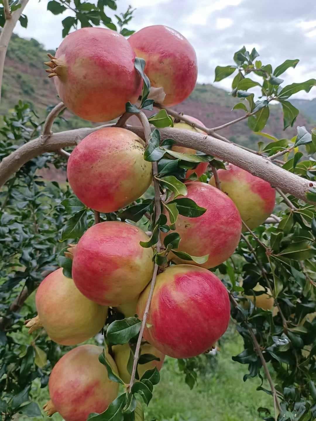 石榴种植管理：石榴常见虫害及防治方案