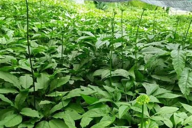 竹节参高效栽培技术：从选地到收获的全程指南