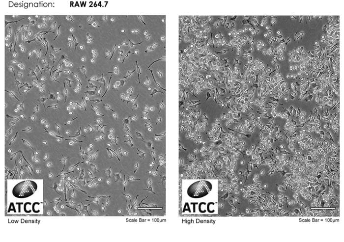 单核-巨噬细胞系培养指南：Raw264.7、THP1、MH-S、J774A.1