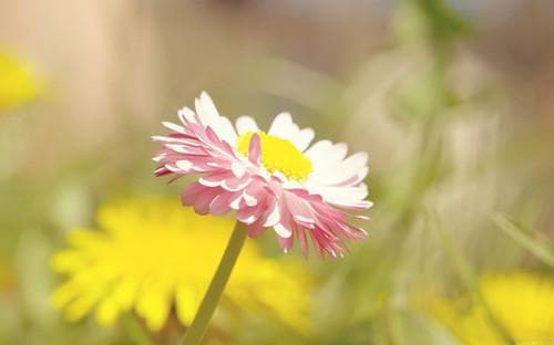 particular, especial与special的用法区别