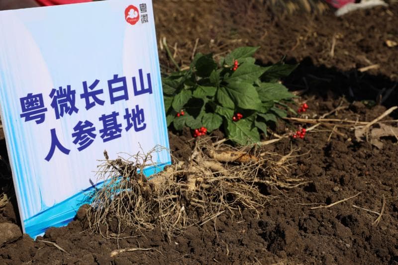 重磅丨粤微独家HTEHT技术：稀有人参皂苷高效转化→