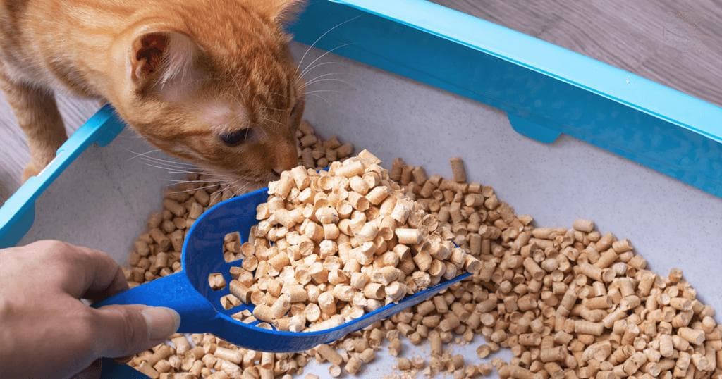 猫砂怎么挑选？解密「凝结型、崩解型」差异，猫咪喜欢最重要