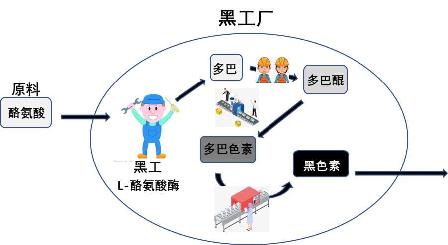 细胞的“反黑”行动：揭秘皮肤美白的科学原理