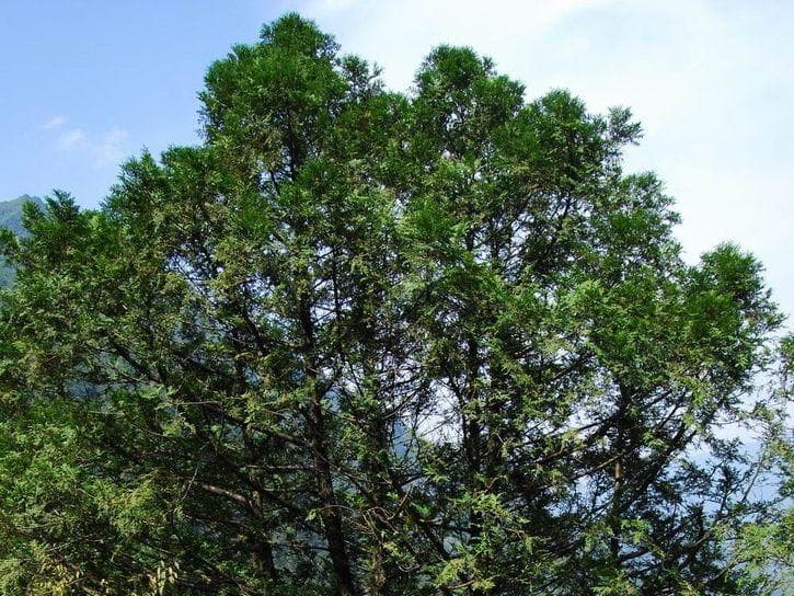 崖柏：中国特有珍稀植物的生存现状与保护