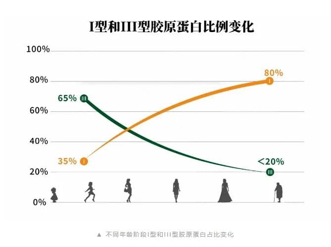 西格玛医学洞见：一文读懂胶原蛋白及临床试验设计
