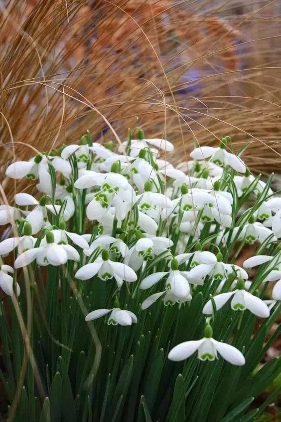 雪莲花如何养护？雪莲花养植方法 雪莲花养植技巧及病虫防治