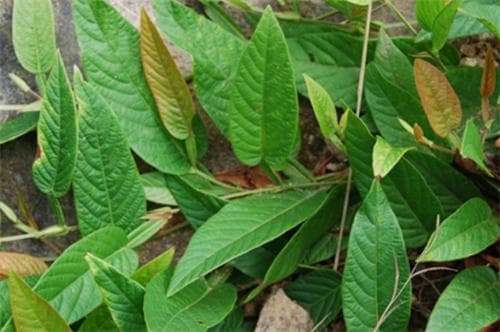 葫芦茶的功效与作用及食用方法