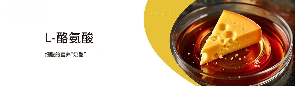 细胞的营养“奶酪”——L-酪氨酸