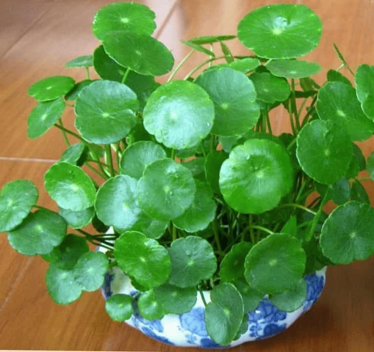 铜钱草用什么肥料最好