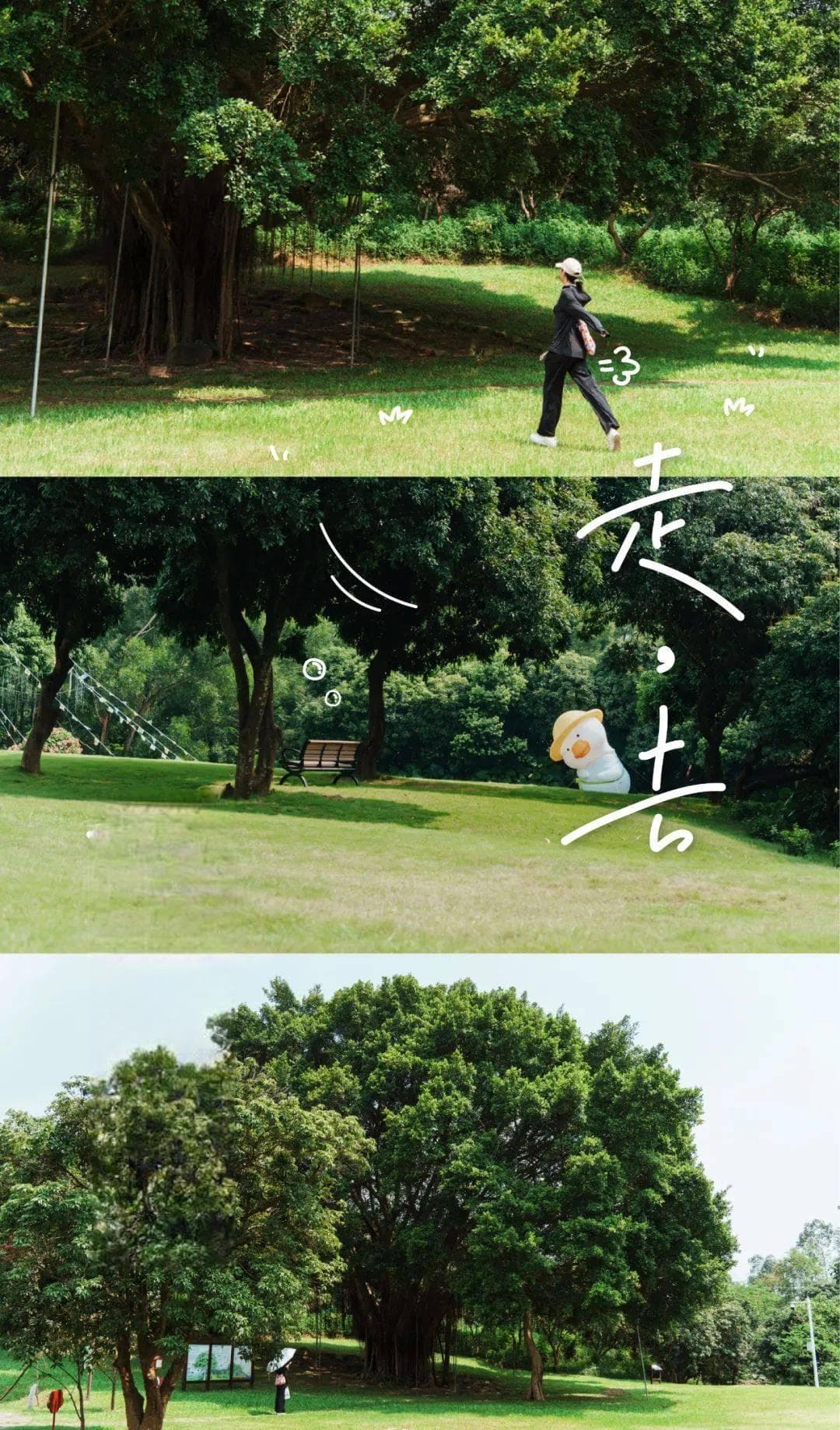 深圳唯一省级森林公园罗田：72米揽峰台俯瞰城市