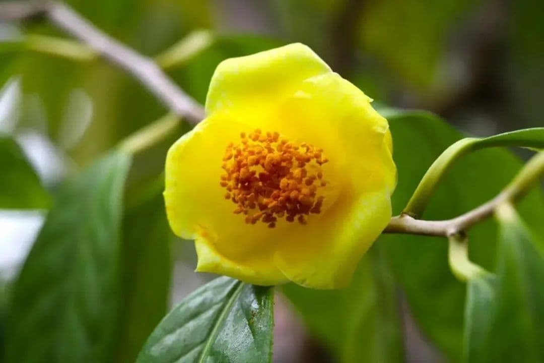“传说中的”黄色茶花真实存在！来上海植物园温室可赏→