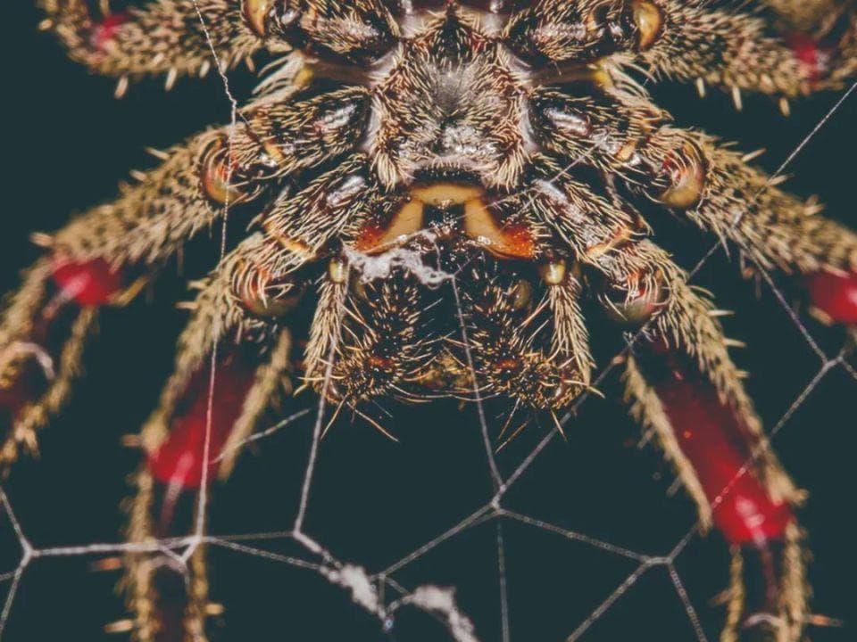 蜘蛛网上的幸福生活